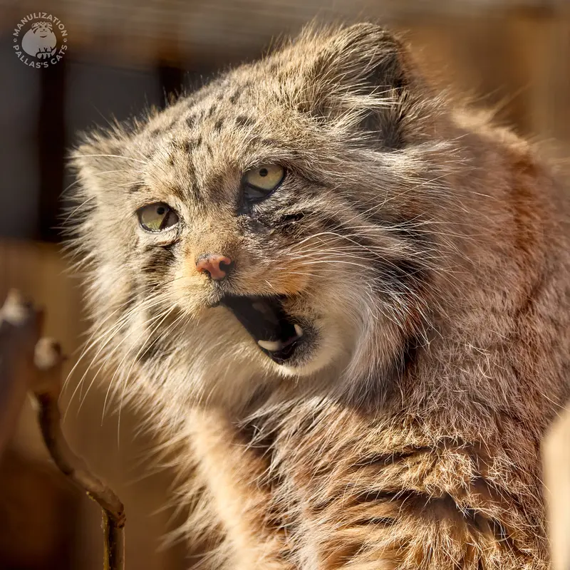 レニングラード動物園のナミカの写真