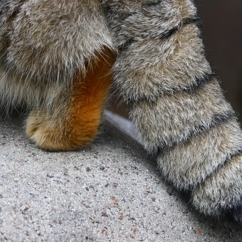 モスクワ動物園のティモフェイの写真