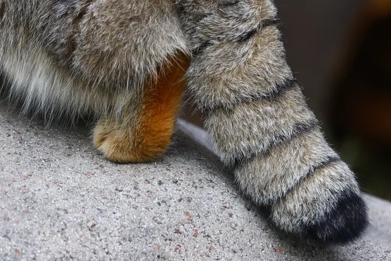モスクワ動物園のティモフェイの写真