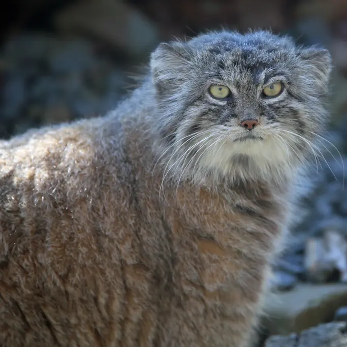 オストラヴァ動物園のモイラの写真