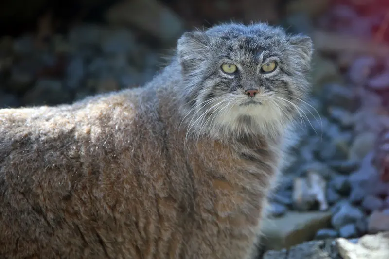オストラヴァ動物園のモイラの写真