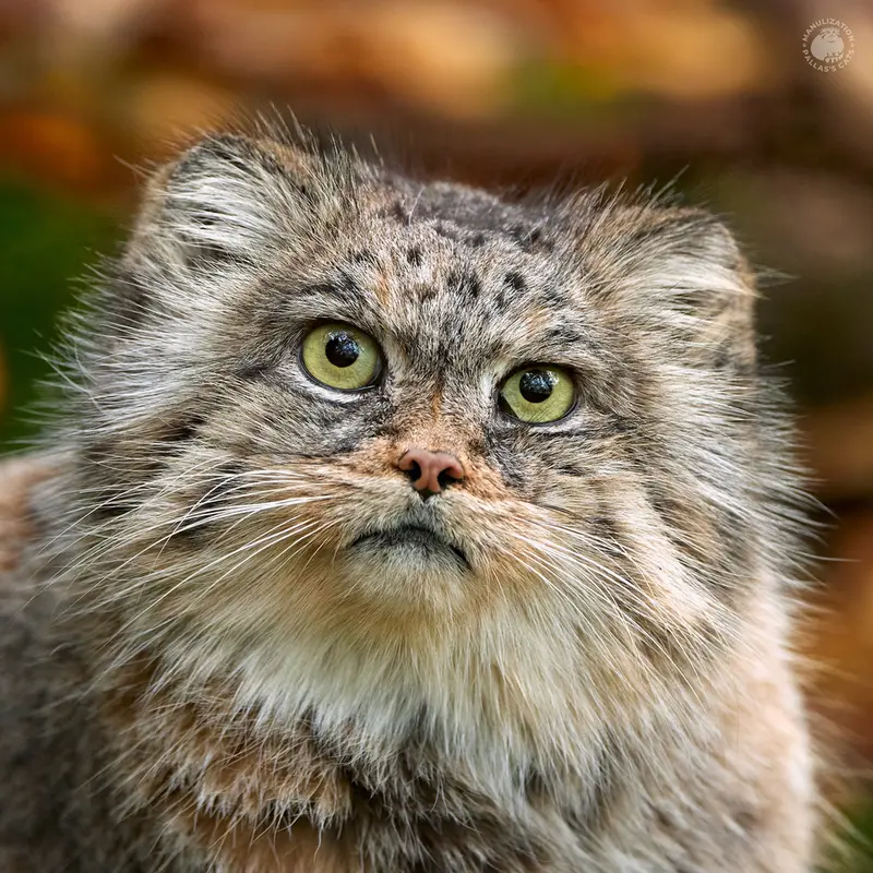 ウッチ動物園のマヌルネコのパッツォ