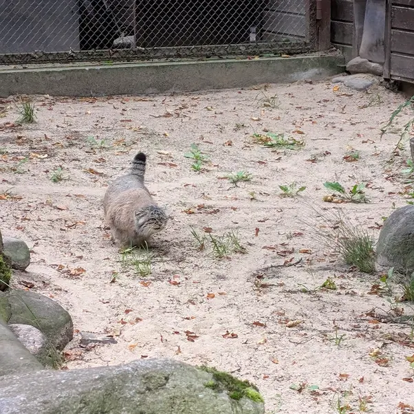ポズナン新動物園のボジェンカの写真