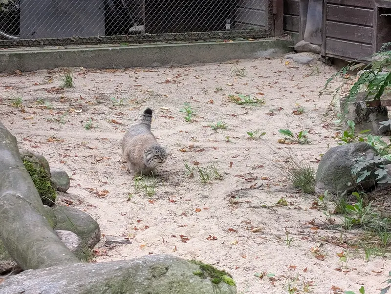 ポズナン新動物園のボジェンカの写真