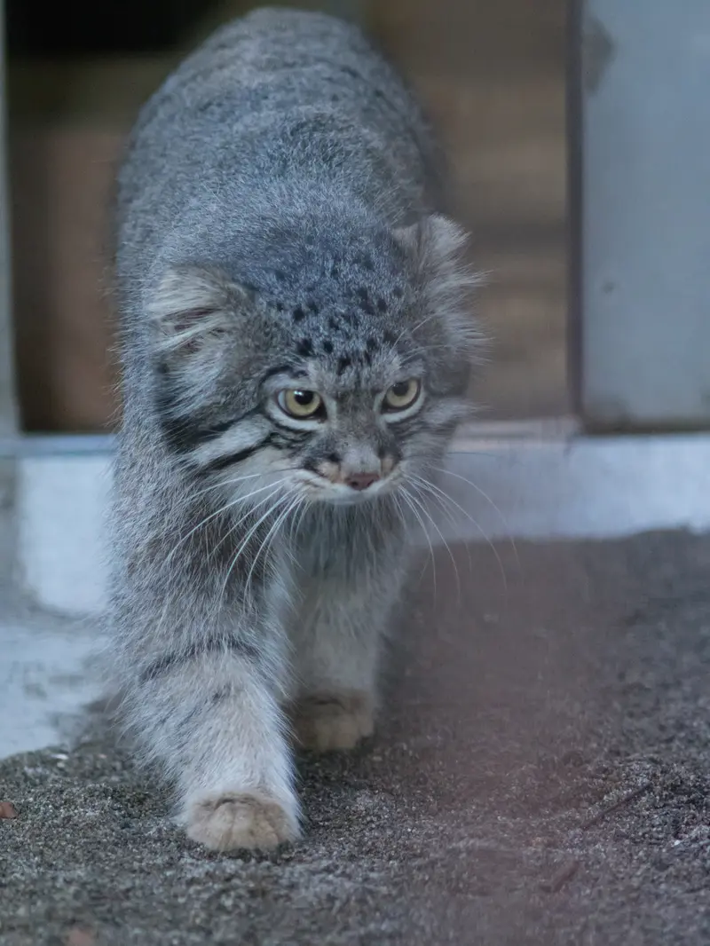 野毛山動物園のフィーガの写真