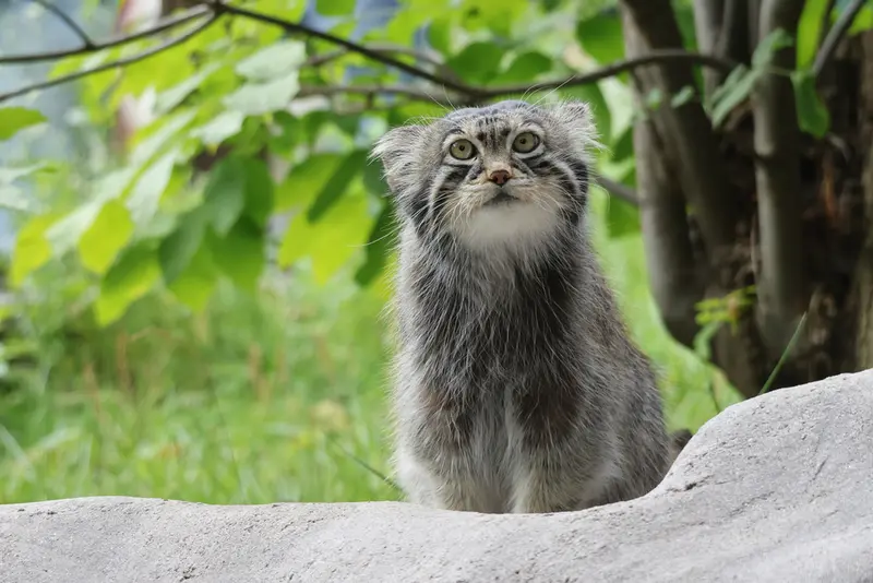 モスクワ動物園のティモフェイの写真