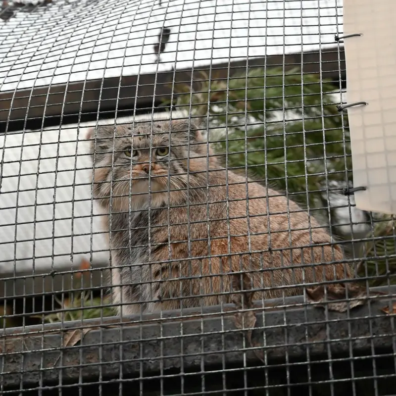 レニングラード動物園のシューの写真