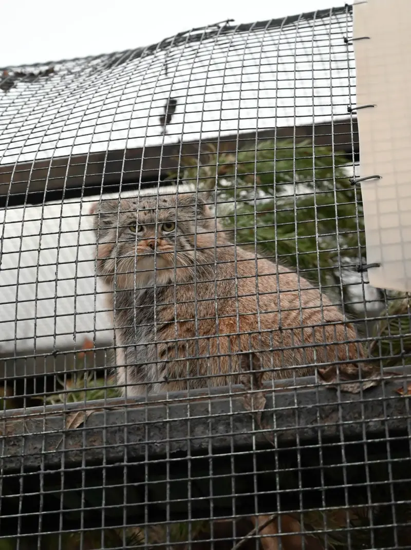 レニングラード動物園のシューの写真