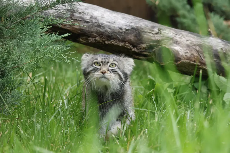 モスクワ動物園のティモフェイの写真