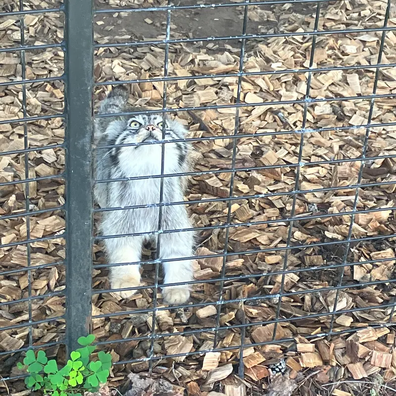 サファリ・ノース野生動物公園のマヌルネコの写真
