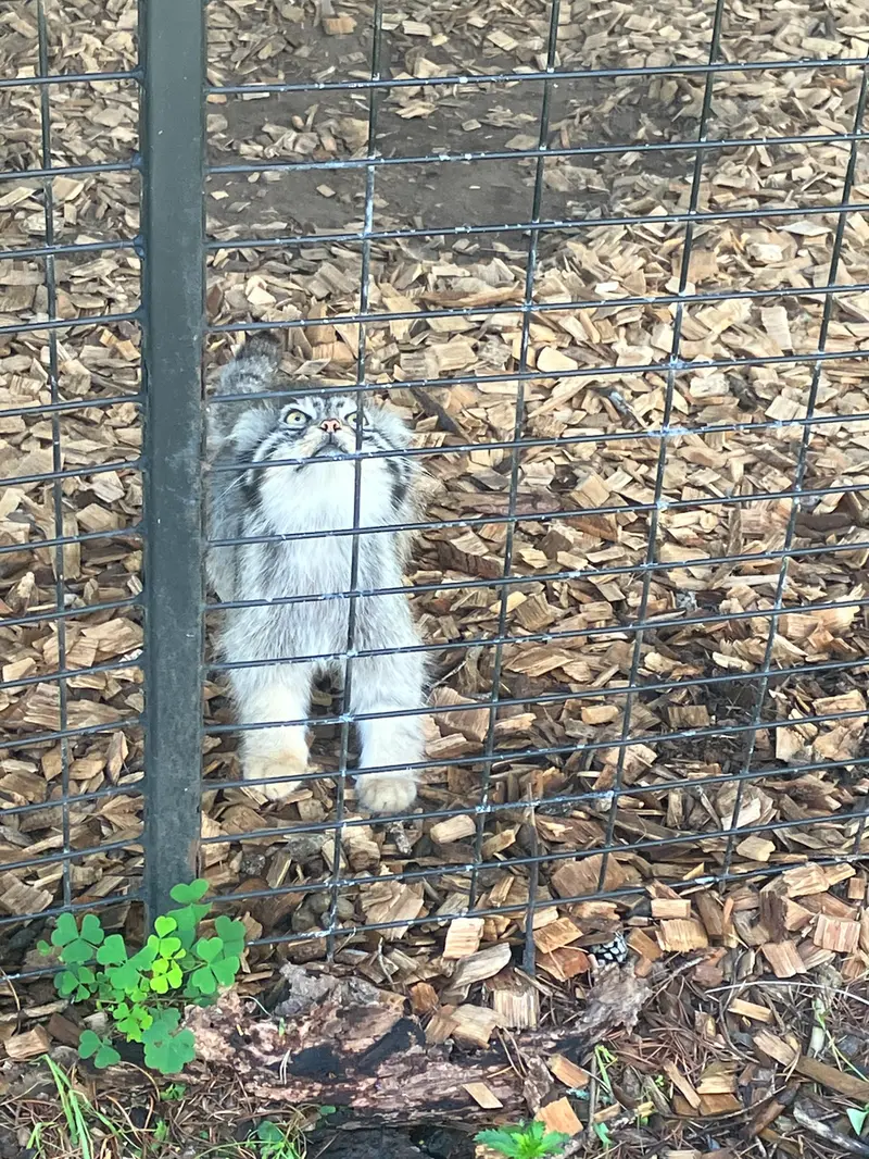 サファリ・ノース野生動物公園のマヌルネコの写真