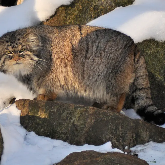 ゲルリッツ動物園のブルースの写真