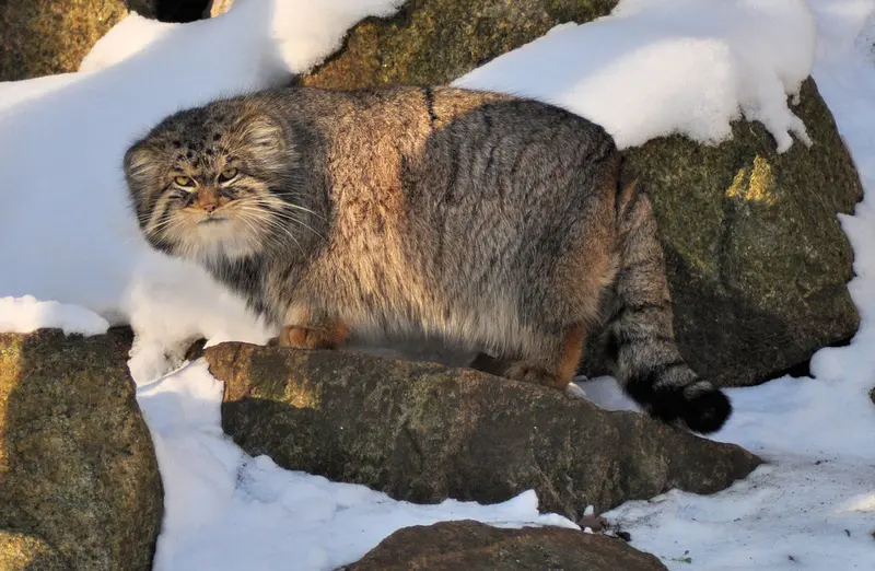 ゲルリッツ動物園のブルースの写真