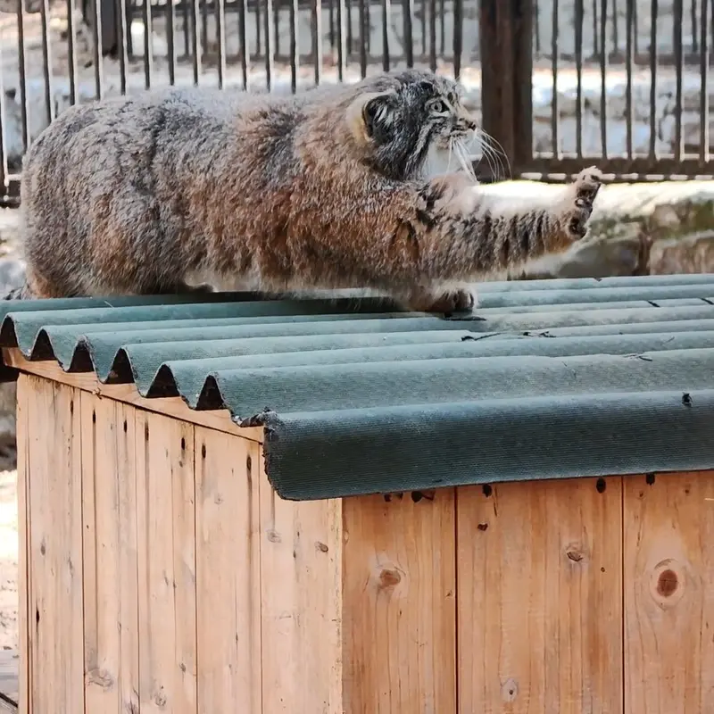 ノヴォシビルスク動物園のマヌルネコの写真