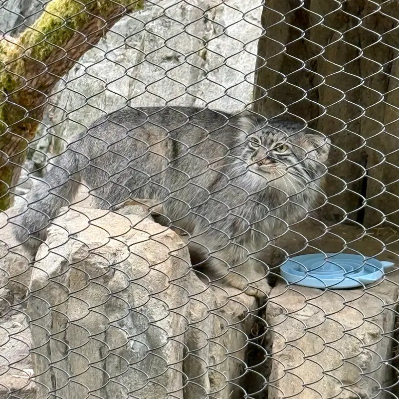 ウッドランド・パーク動物園のグースの写真
