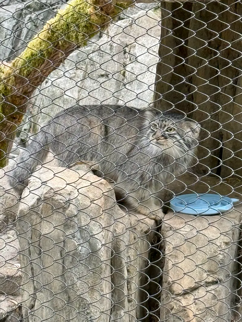ウッドランド・パーク動物園のグースの写真