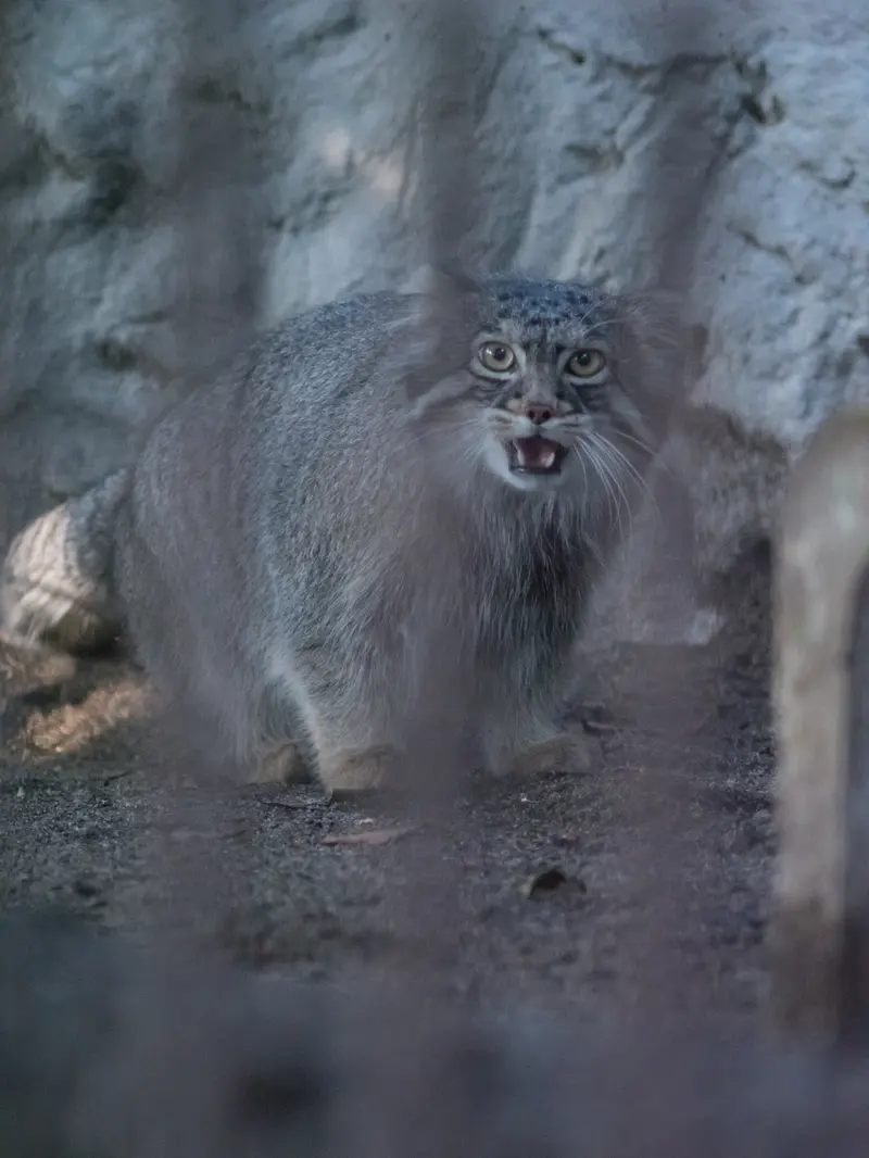 野毛山動物園のフィーガの写真