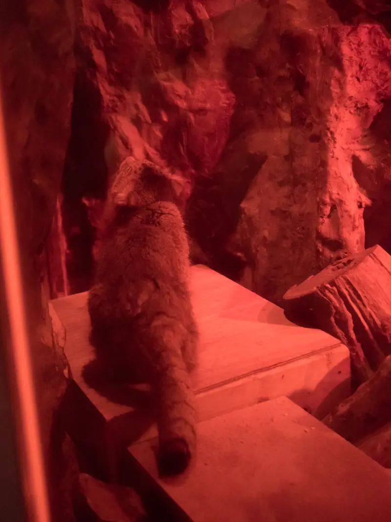 恩賜上野動物園のナイマの写真