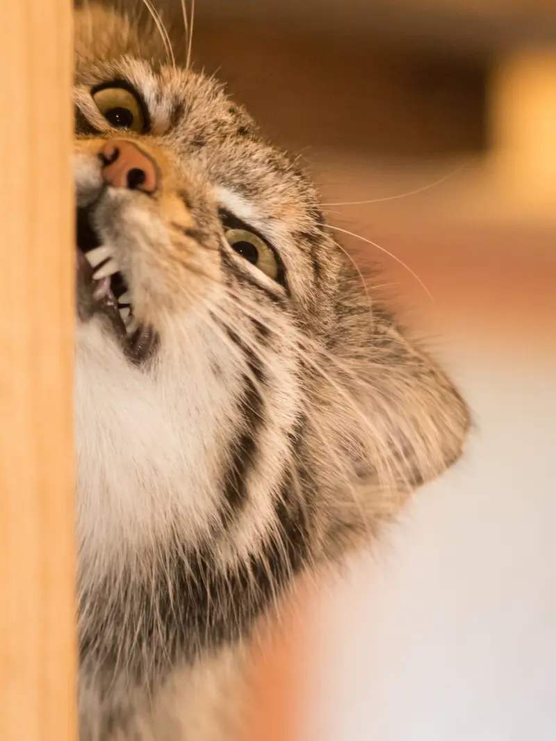 埼玉県こども動物自然公園のオトの写真