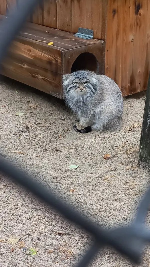 ノヴォシビルスク動物園のマヌルネコの写真