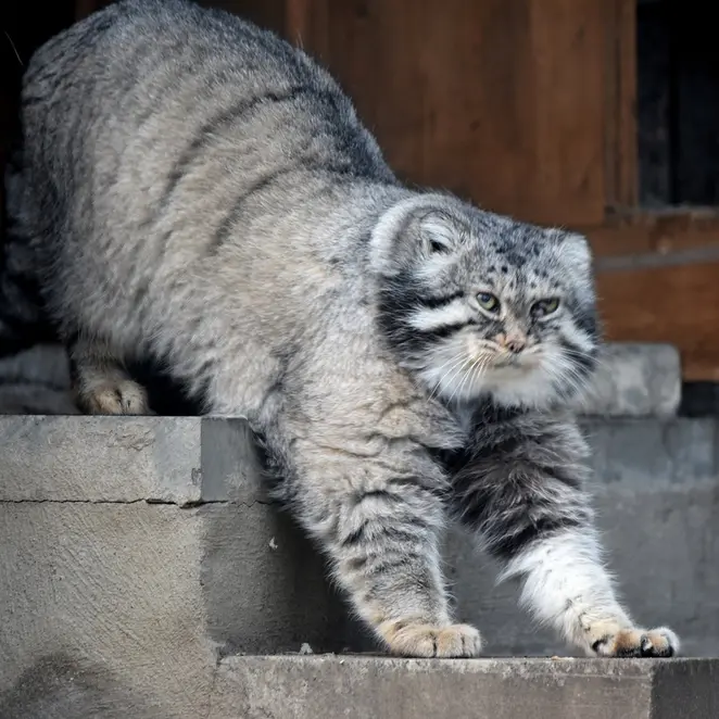 モスクワ動物園のヴァディムの写真