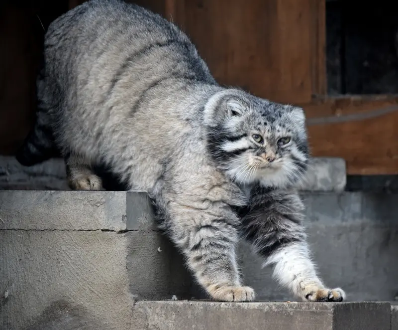 モスクワ動物園のヴァディムの写真