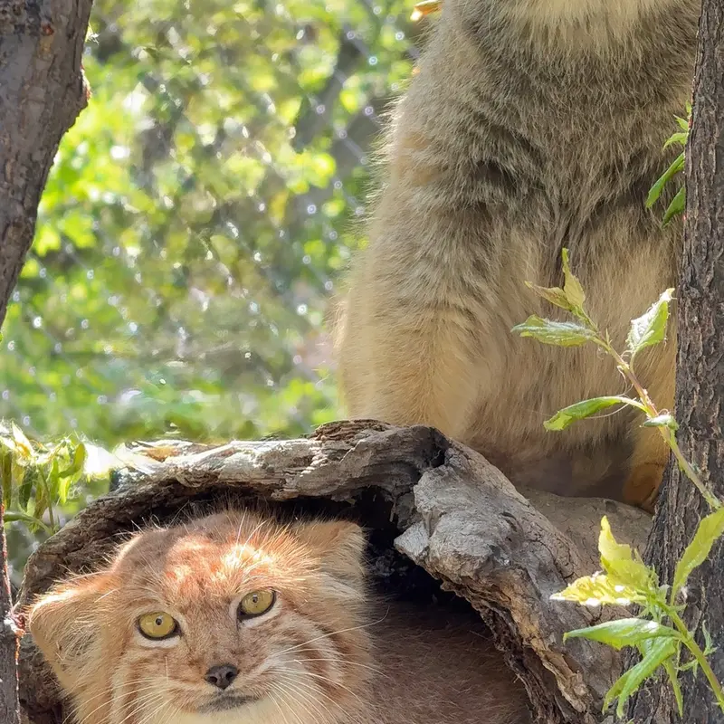 エレバン動物園のマノーとナノーの写真