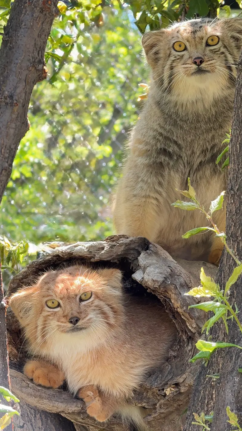 エレバン動物園のマノーとナノーの写真