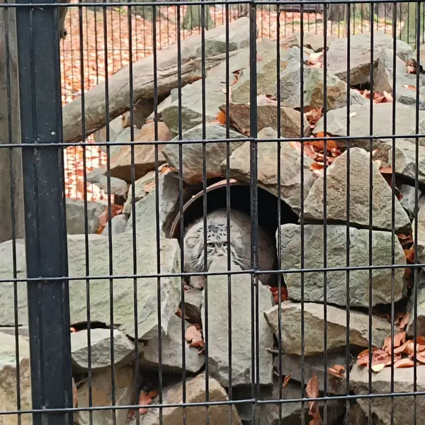 クラクフ動物園のジンギスの写真