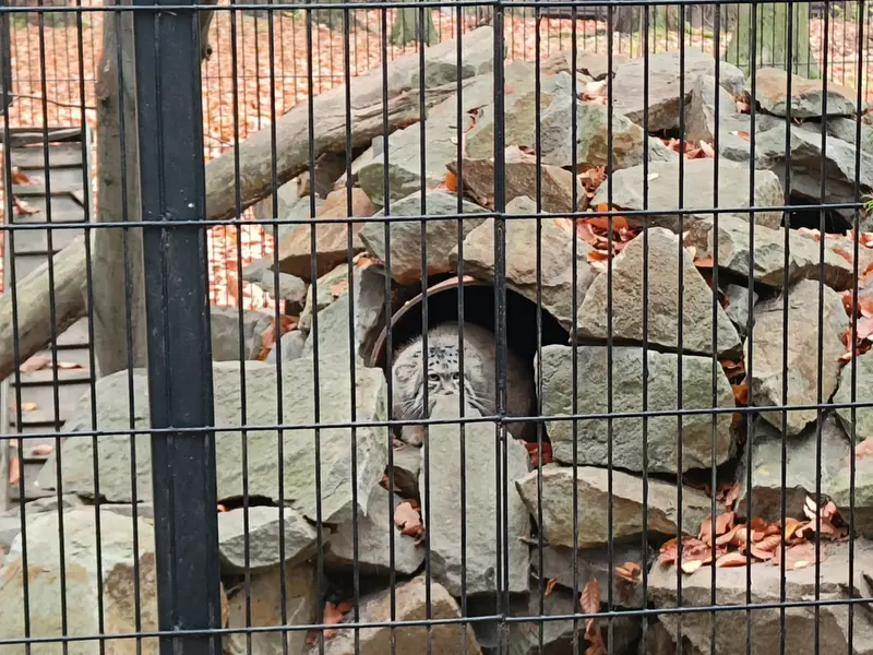 クラクフ動物園のジンギスの写真
