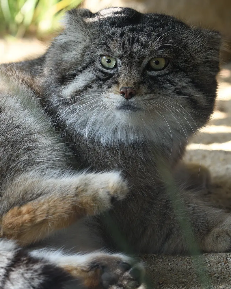 神戸市立王子動物園のイーリスの写真