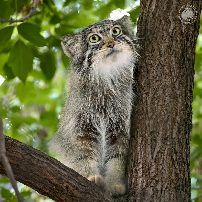 ノヴォシビルスク動物園のイヴの写真