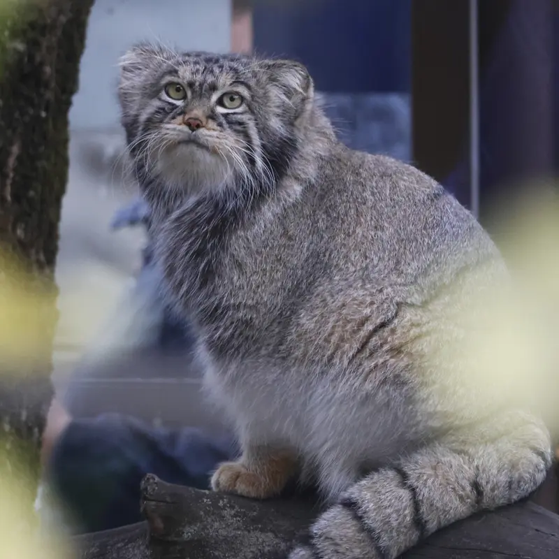 モスクワ動物園のティモフェイの写真
