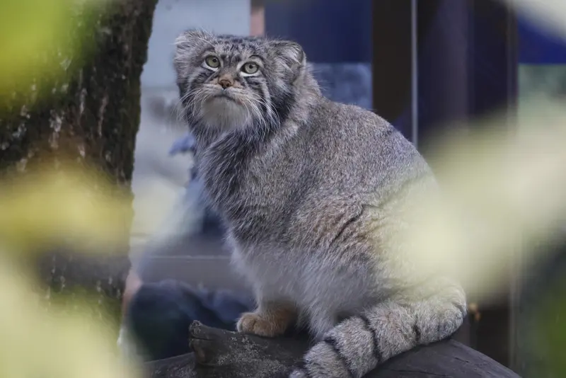 モスクワ動物園のティモフェイの写真