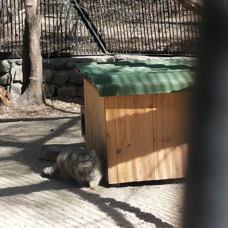 ノヴォシビルスク動物園のレオンの写真