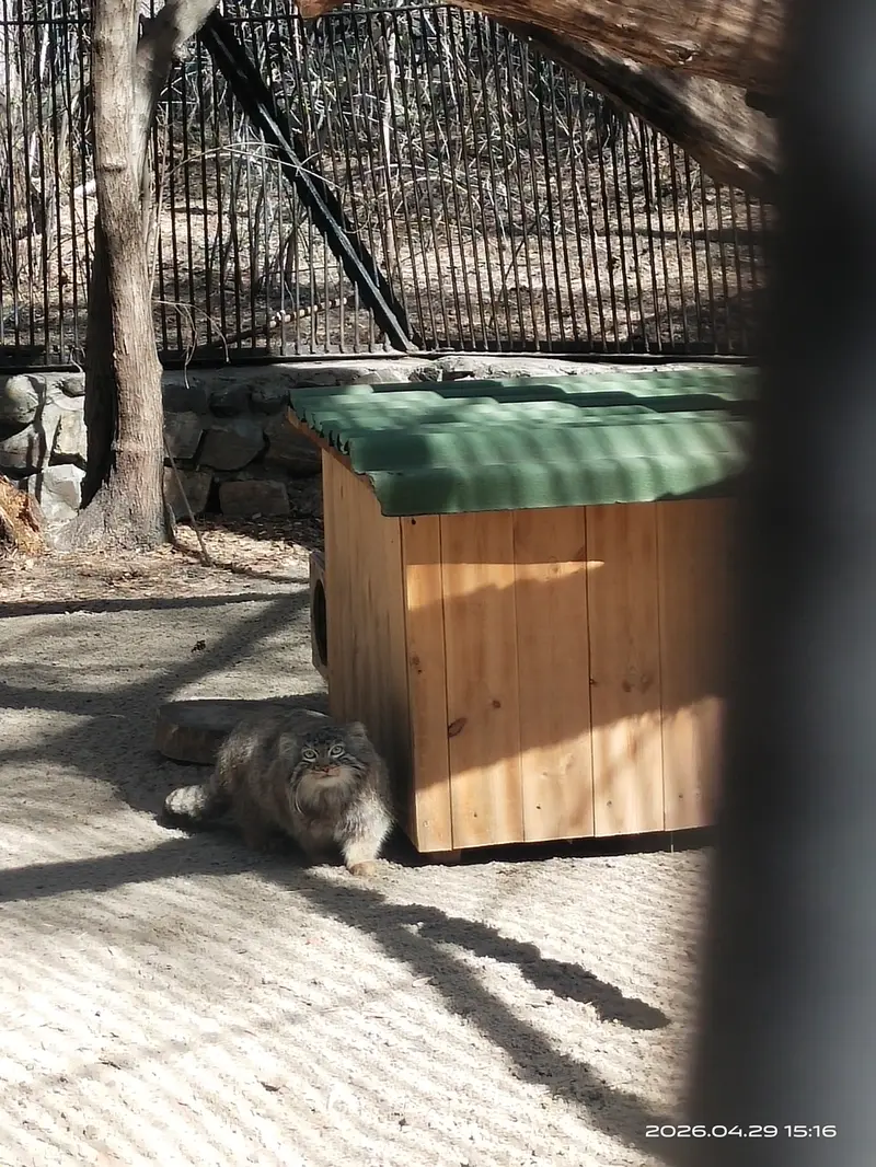 ノヴォシビルスク動物園のレオンの写真