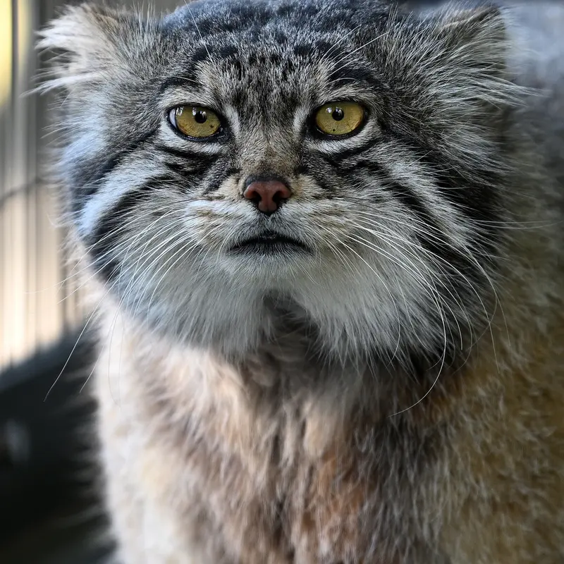 旭山動物園のグルーシャの写真