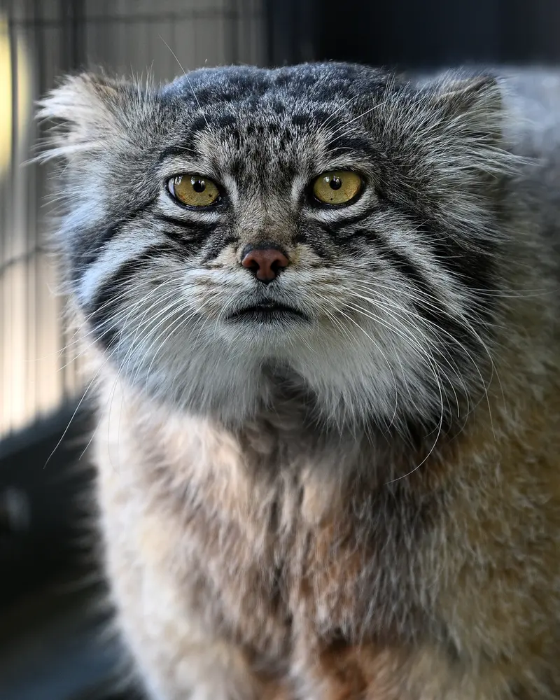 旭山動物園のグルーシャの写真