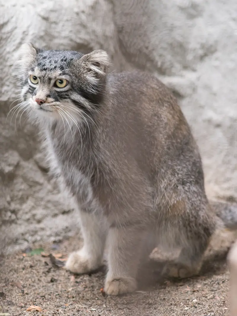 野毛山動物園のフィーガの写真
