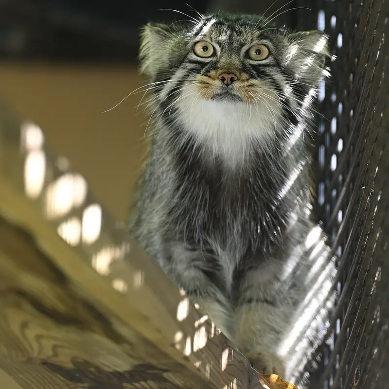 旭山動物園のヒデの写真