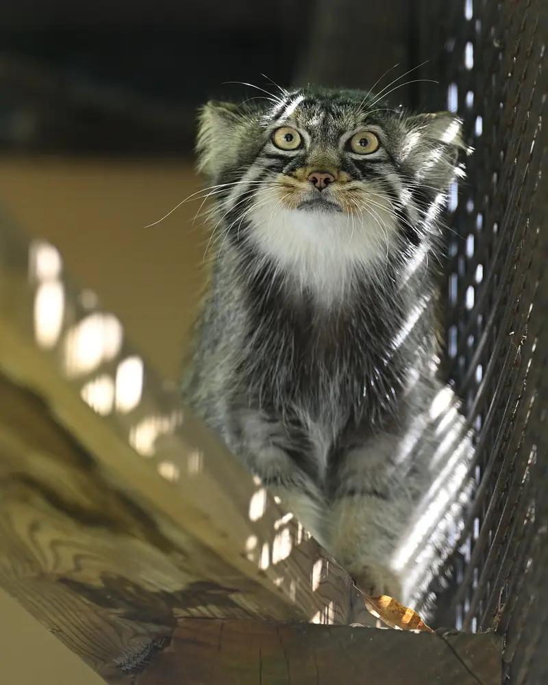 旭山動物園のヒデの写真