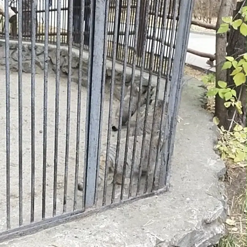 ノヴォシビルスク動物園のマヌルネコの写真