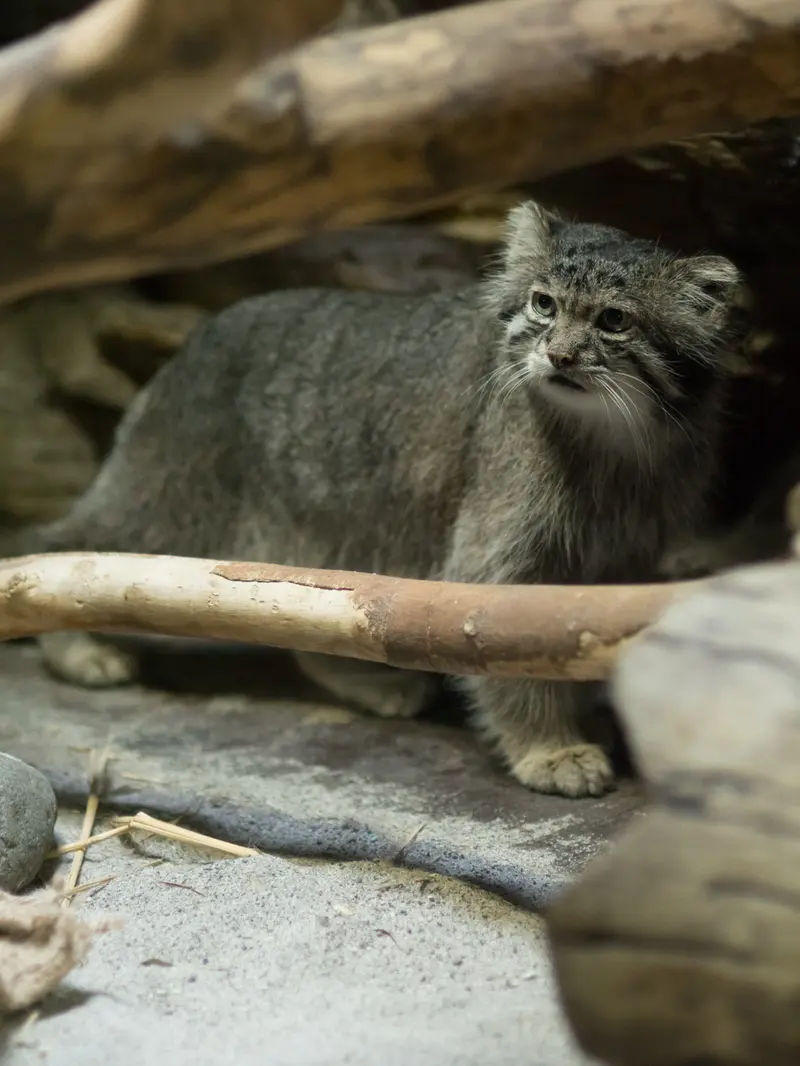 恩賜上野動物園のクリョンの写真
