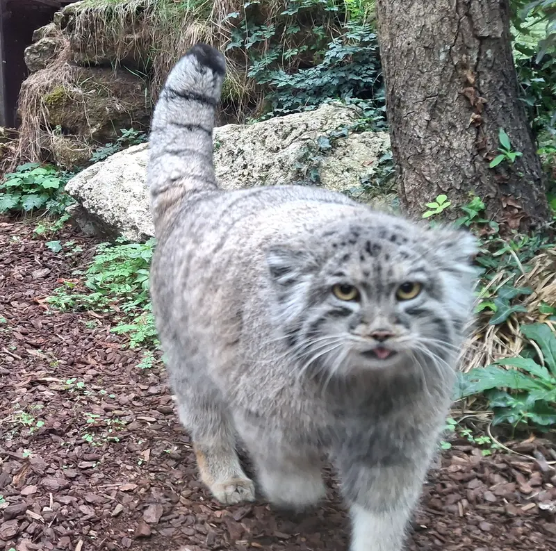 ジャルダン・デ・プラント動物園のコッリ・オッリの写真