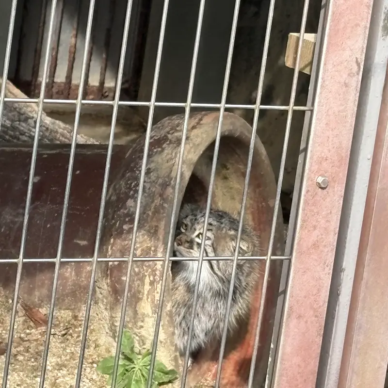 東山動植物園のミーニャの写真