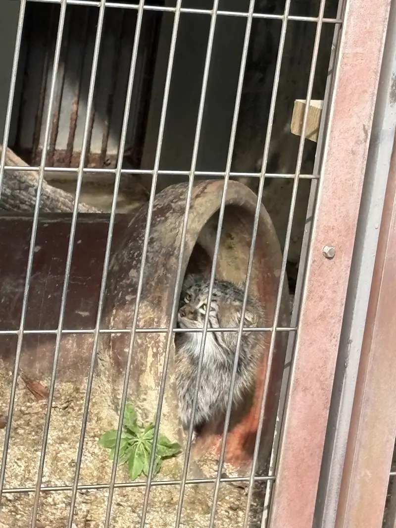 東山動植物園のミーニャの写真