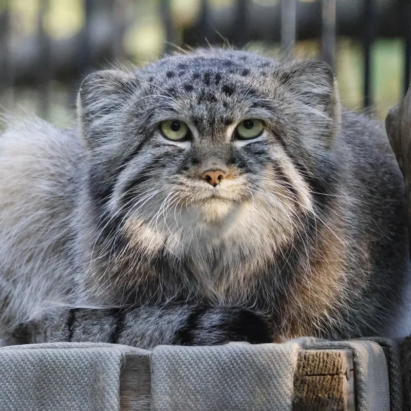 ノヴォシビルスク動物園のシルヴェスターの写真