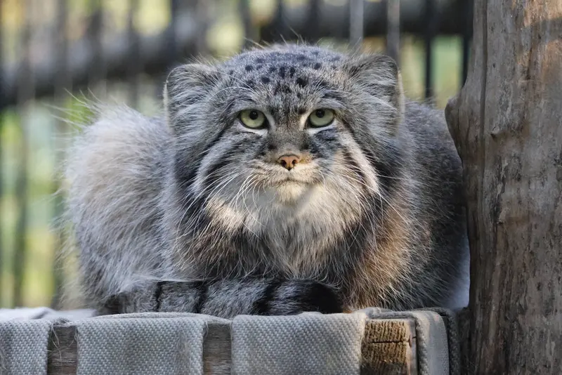 ノヴォシビルスク動物園のシルヴェスターの写真