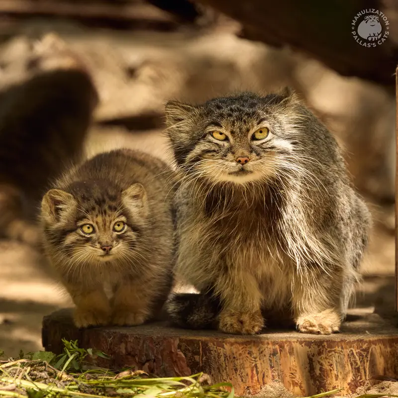 ノヴォシビルスク動物園のスネジンカの写真