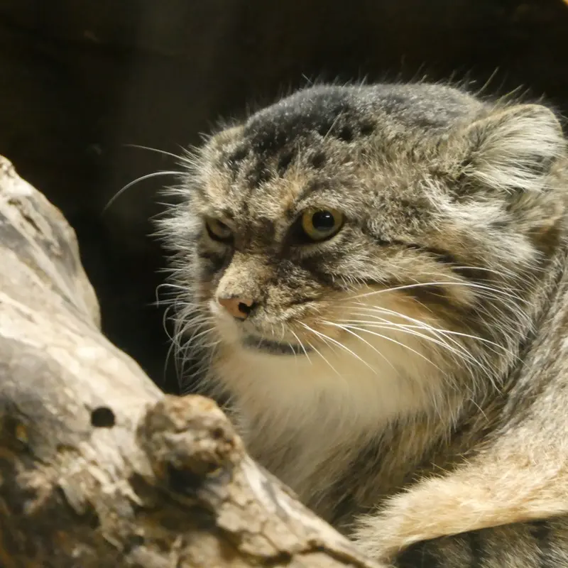 恩賜上野動物園のプリームラの写真